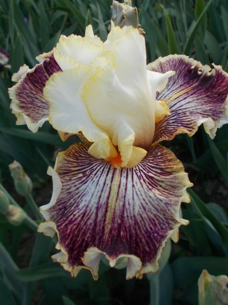  - Irisi-2018 Barbata Elatior si Intermedia