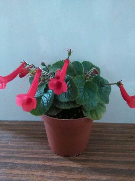 Red Reindrops - 1-Sinningii 2018