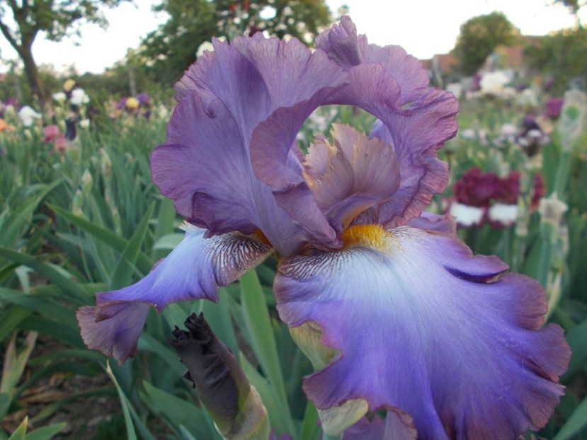  - Irisi-2018 Barbata Elatior si Intermedia