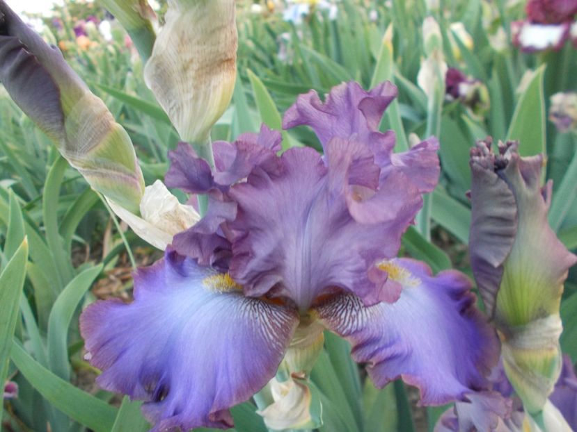  - Irisi-2018 Barbata Elatior si Intermedia