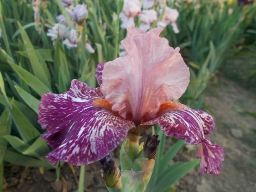 ANACONDA LOVE - Irisi-2018 Barbata Elatior si Intermedia