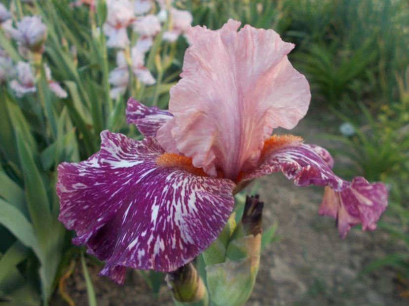  - Irisi-2018 Barbata Elatior si Intermedia