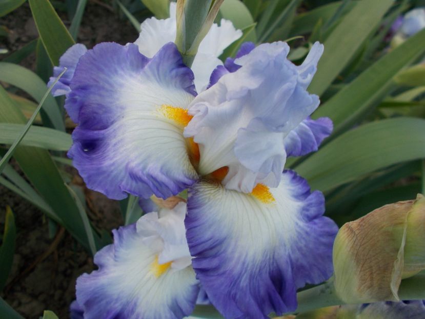  - Irisi-2018 Barbata Elatior si Intermedia