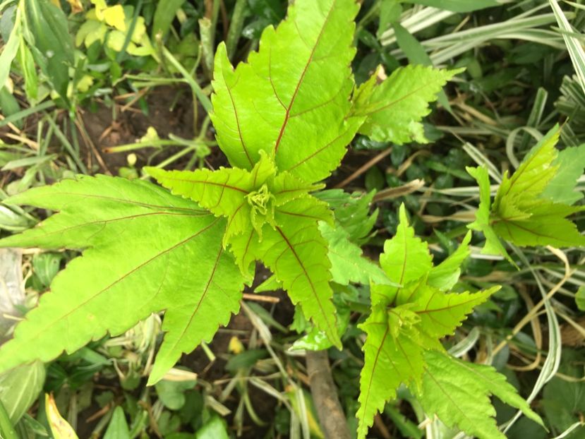 Hibiscus moscheutus - Flori de primăvara 2018