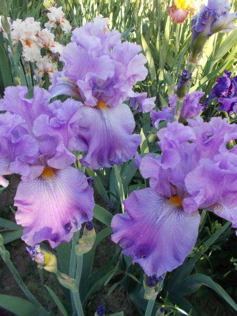  - Irisi-2018 Barbata Elatior si Intermedia