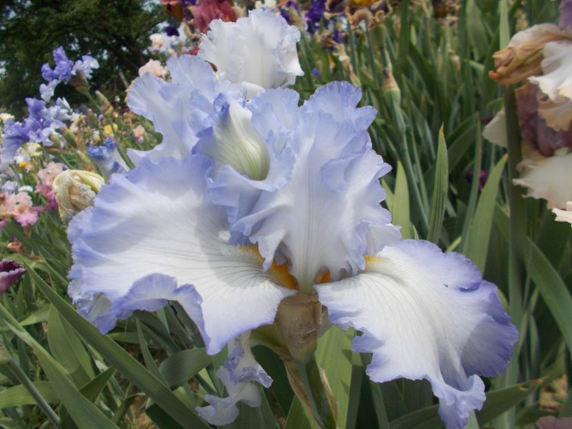 CLOUD BALETT - Irisi-2018 Barbata Elatior si Intermedia