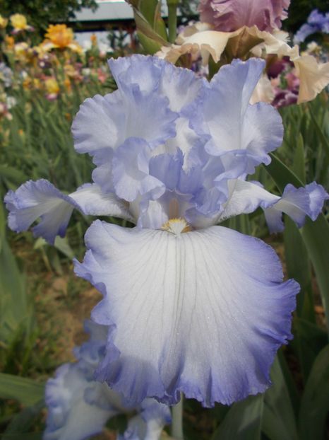  - Irisi-2018 Barbata Elatior si Intermedia