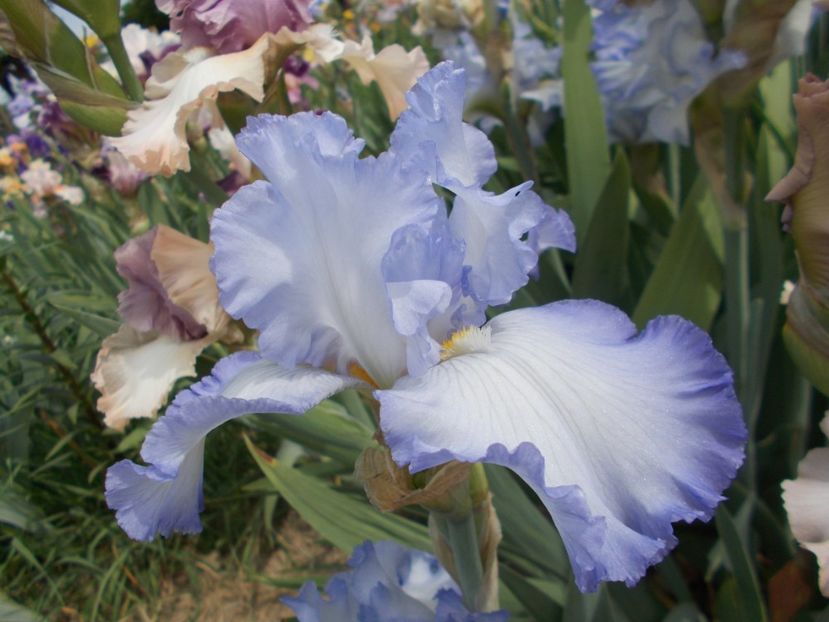  - Irisi-2018 Barbata Elatior si Intermedia