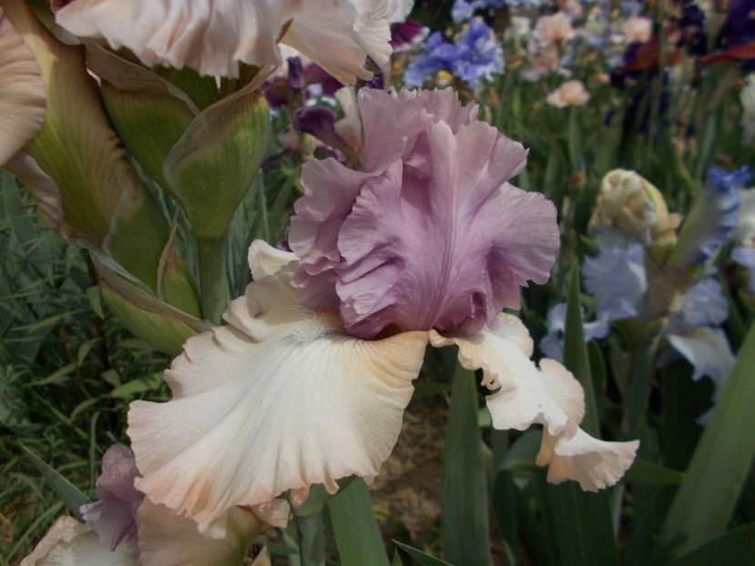  - Irisi-2018 Barbata Elatior si Intermedia