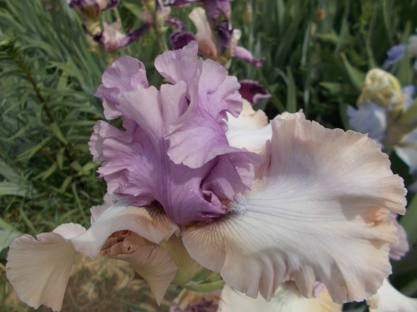  - Irisi-2018 Barbata Elatior si Intermedia