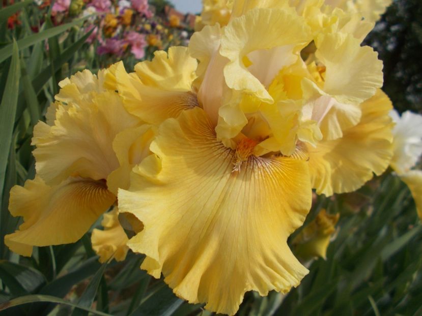 TUSCAN VILLA - Irisi-2018 Barbata Elatior si Intermedia