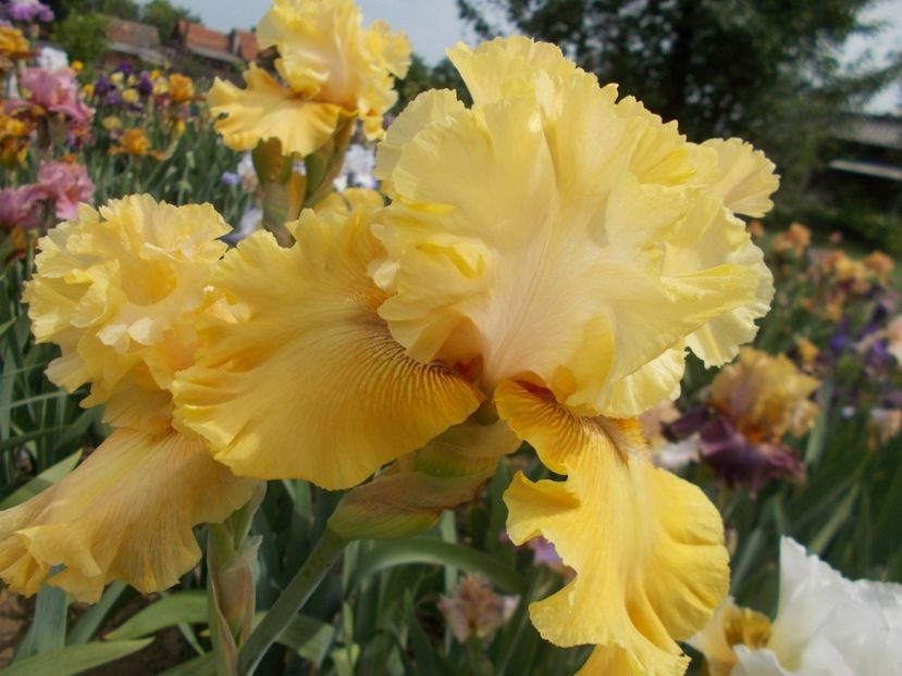  - Irisi-2018 Barbata Elatior si Intermedia