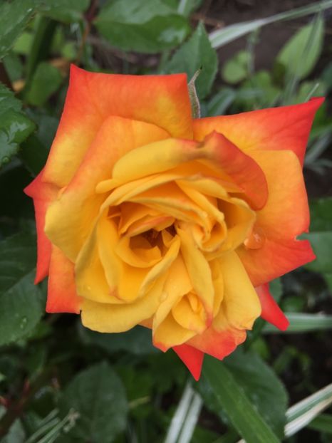 Samba - Trandafiri 2018