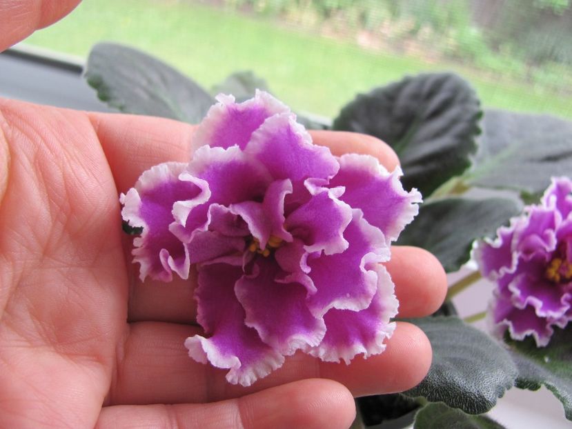  - ZZZEK Russkaya Krasavitsa