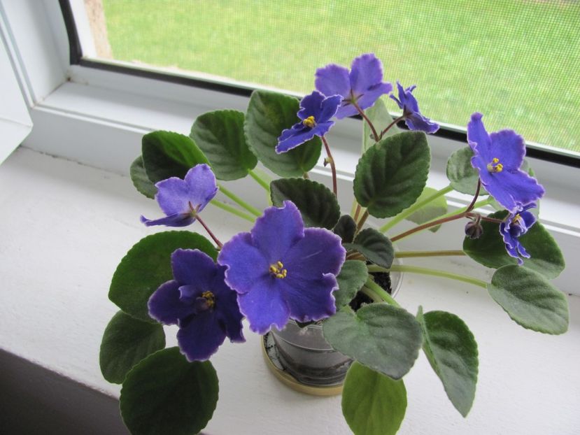  - ZZZPerfect Harmony