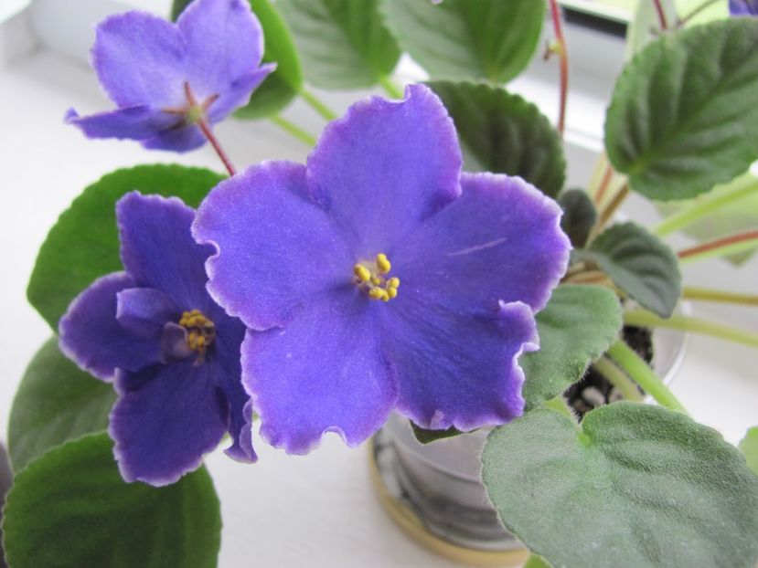  - ZZZPerfect Harmony