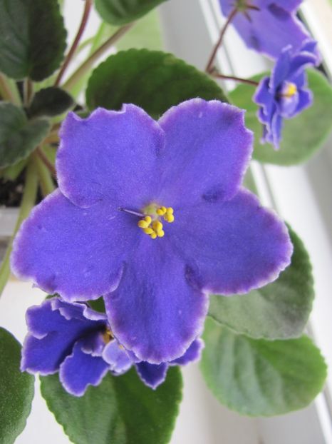  - ZZZPerfect Harmony