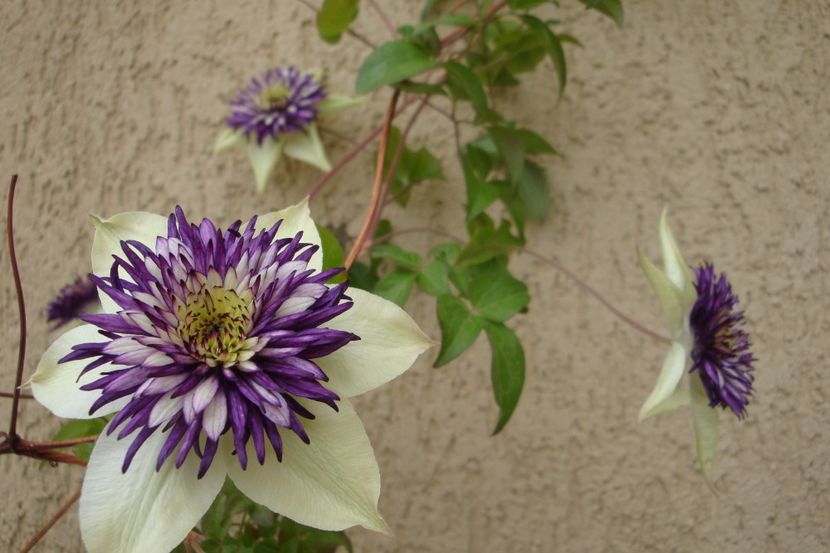 Sieboldii - Clematite