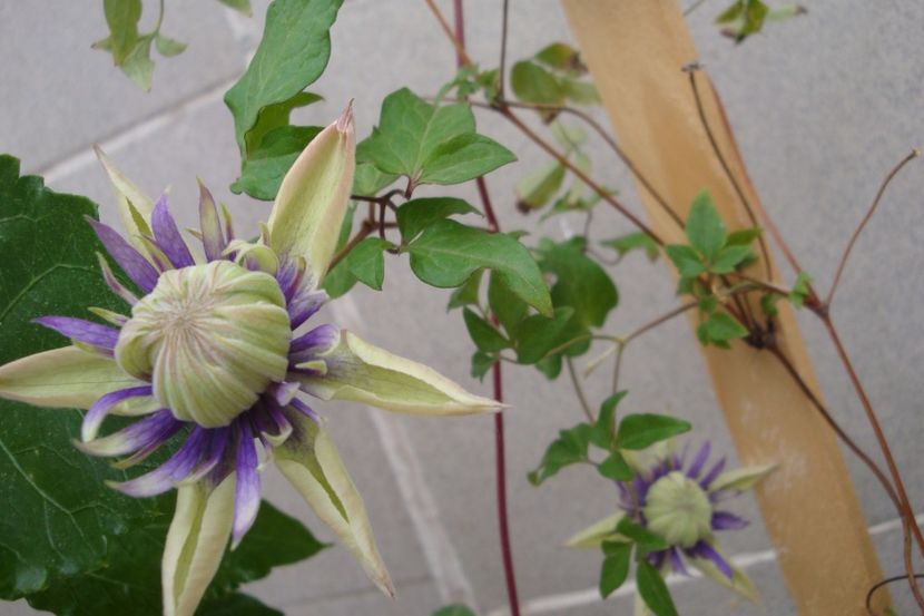 Taiga - Clematite