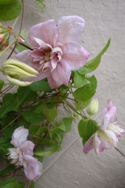 Innocent Blush - Clematite