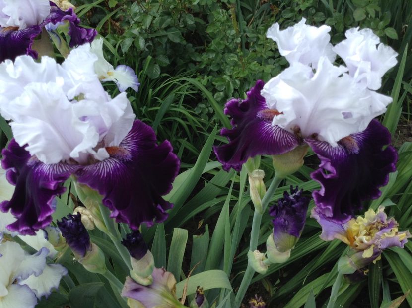 Dinner talk - Irisi 2018