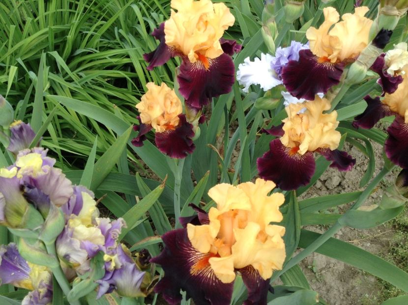 Halloween trick - Irisi 2018