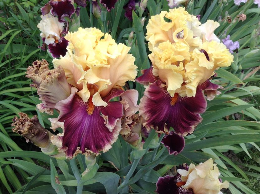 Decadence - Irisi 2018