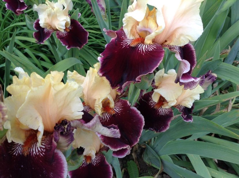 Taste the magic - Irisi 2018