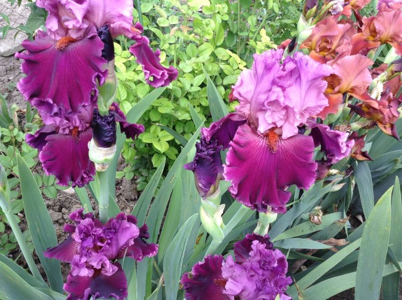 Up in flames - Irisi 2018