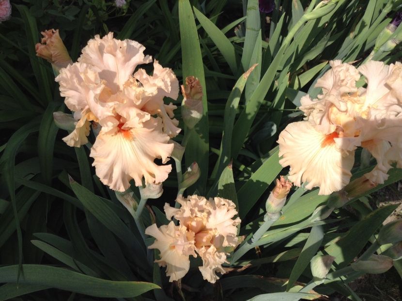 Bold as love - Irisi 2018