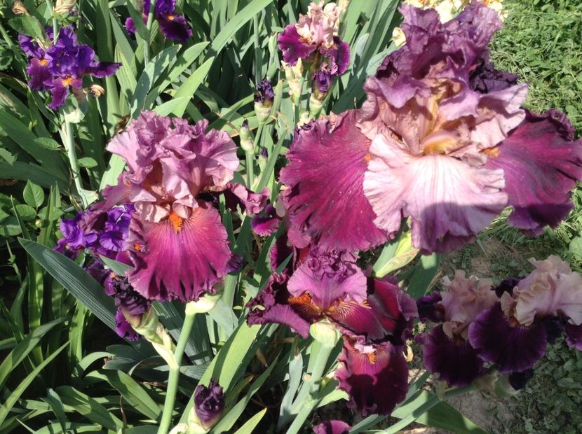 Rares than rubies - Irisi 2018