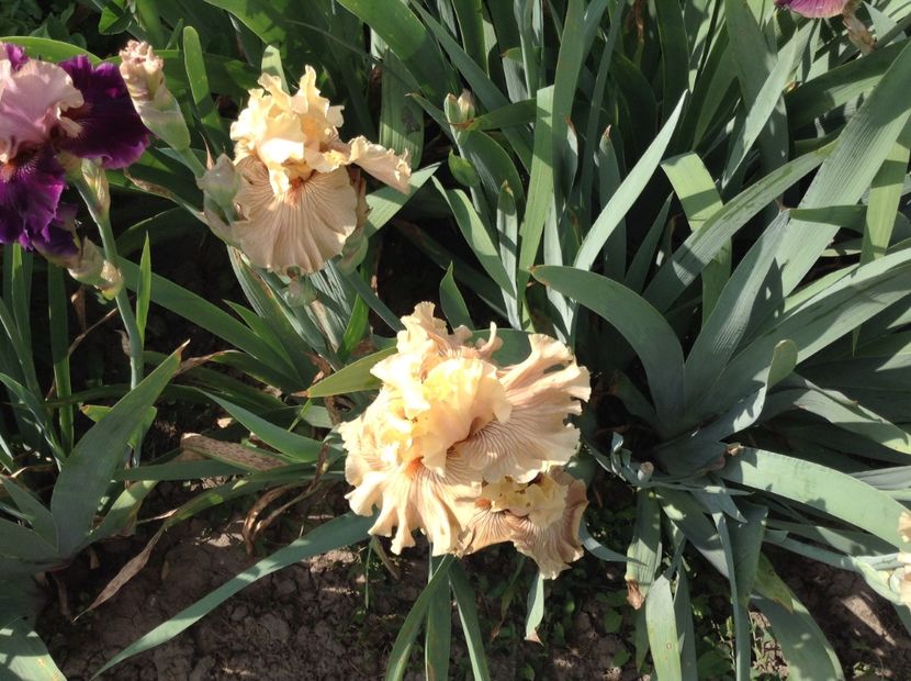 Just crazy - Irisi 2018