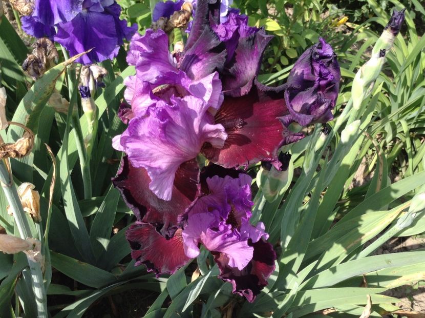 Italian velvet - Irisi 2018