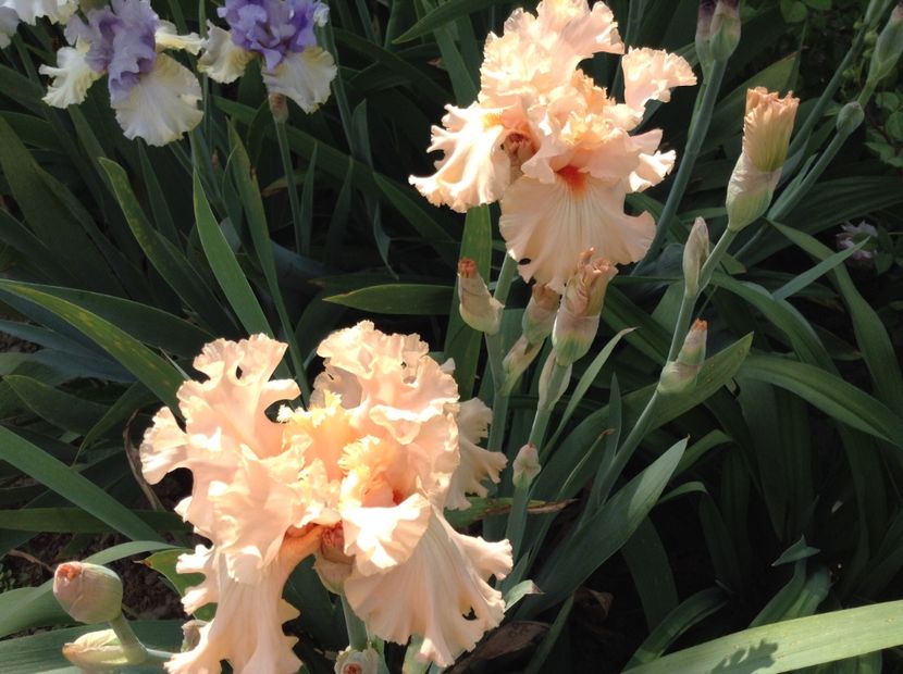 Bold as love - Irisi 2018