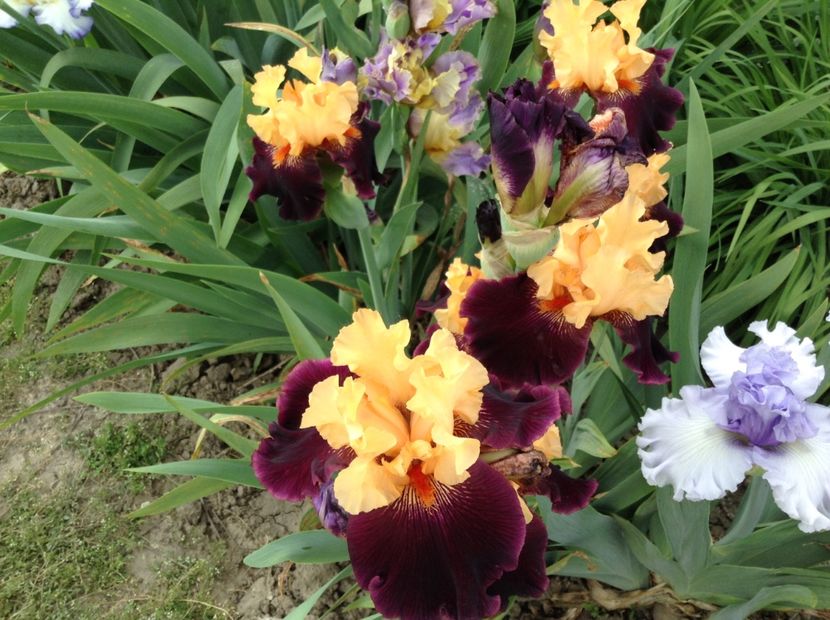 Halloween trick - Irisi 2018