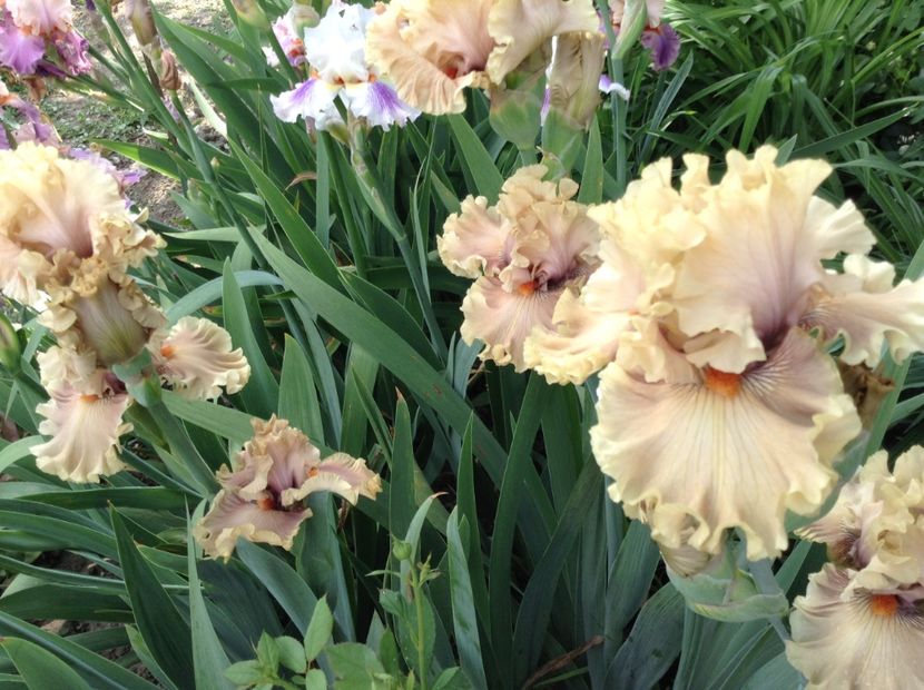 Magic by gosh - Irisi 2018