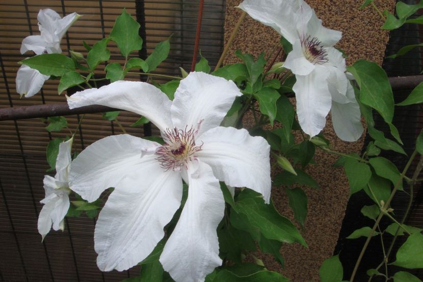 - Clematite