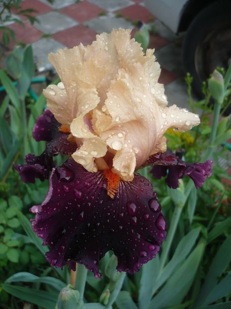 09.05.2018 - GRADINA 2018