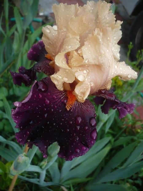 P1360873 - GRADINA 2018