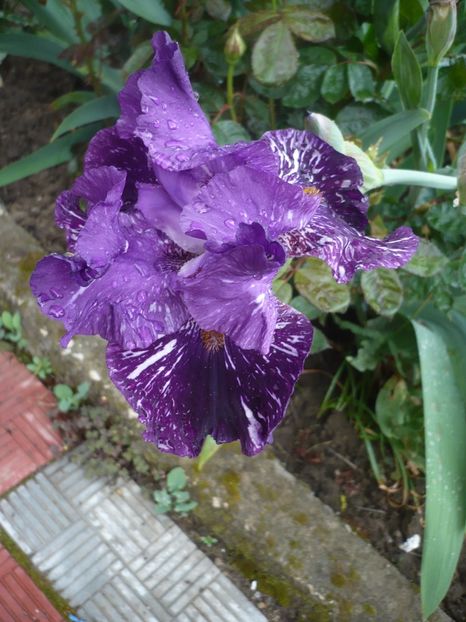 P1360874 - GRADINA 2018