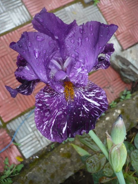 P1360875 - GRADINA 2018