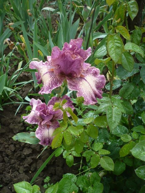 P1360878 - GRADINA 2018