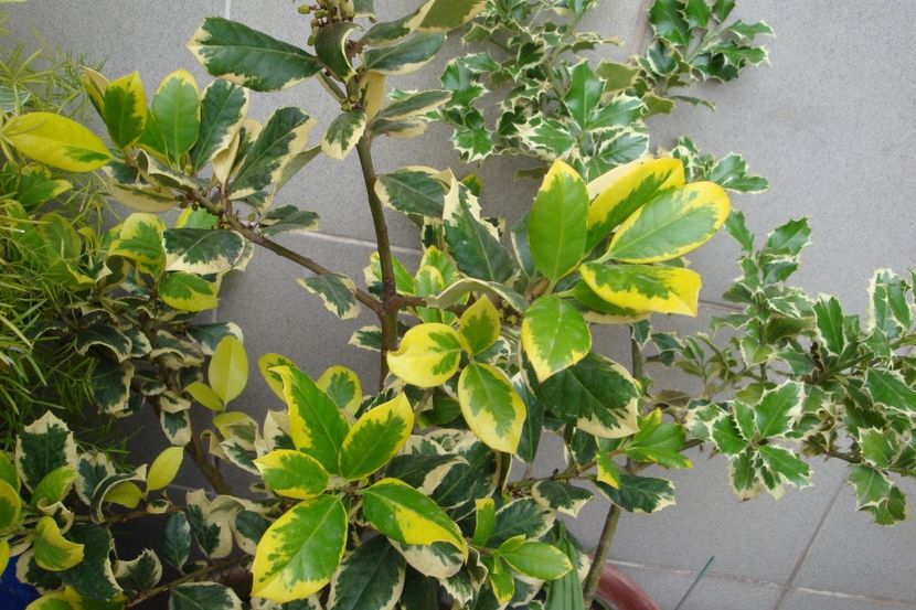 Ilex - diverse