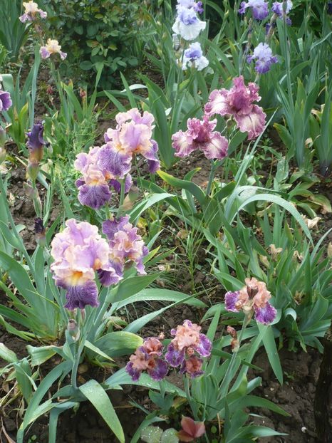 P1360881 - GRADINA 2018