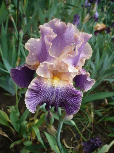 P1360883 - GRADINA 2018