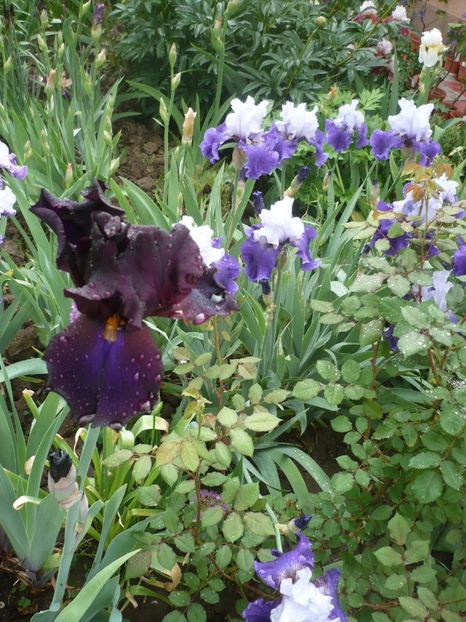 P1360884 - GRADINA 2018