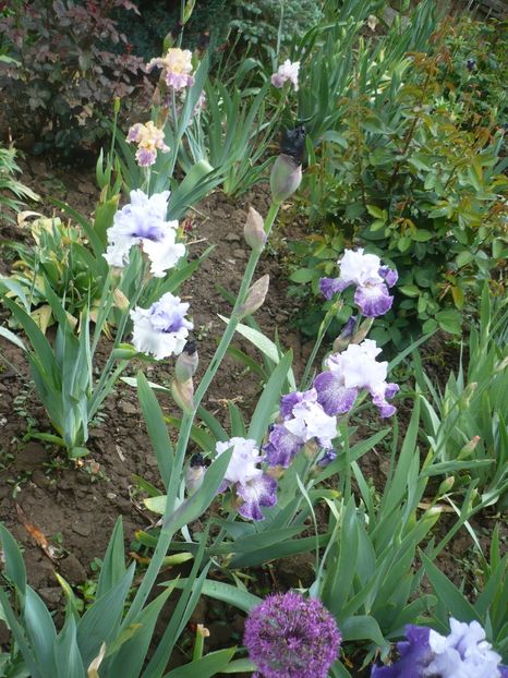 P1360885 - GRADINA 2018