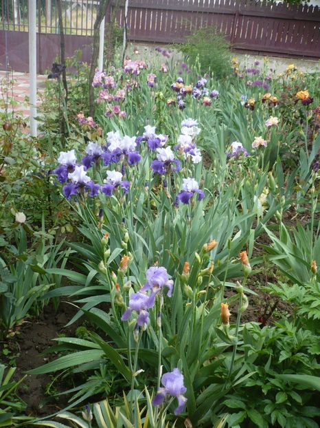 P1360886 - GRADINA 2018