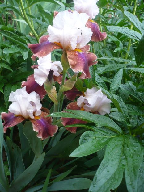 P1360887 - GRADINA 2018