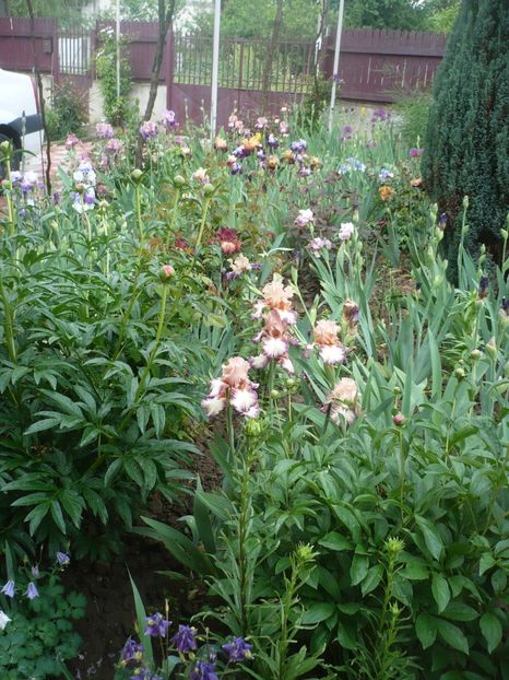 P1360889 - GRADINA 2018